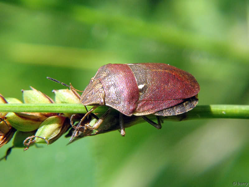 Eurygaster testudinaria (Geoffroy, 1785)